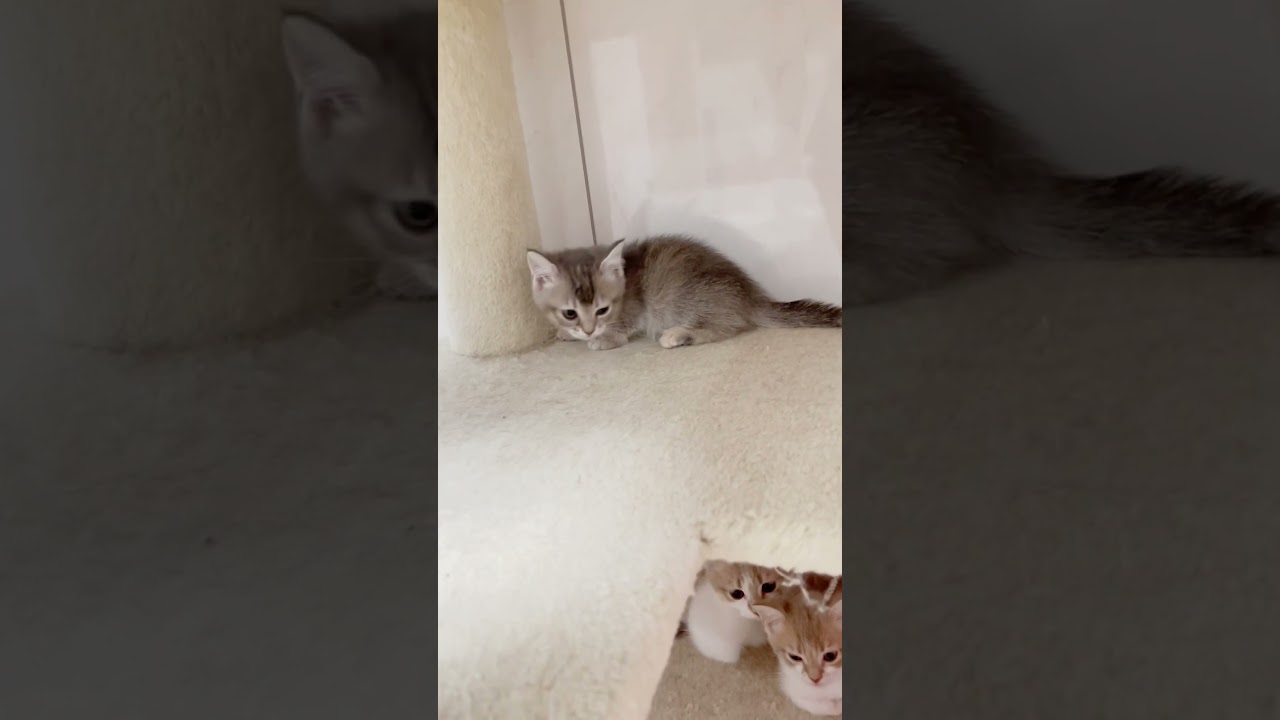 短足マンチカン女の子🩷 【お問合せ詳細は説明欄に記載あります】 #スクーカム #ブリーダー直販 #マンチカン #ミヌエット #ラパーマ #子猫 #子猫販売 #猫 #猫のいる暮らし #猫動画