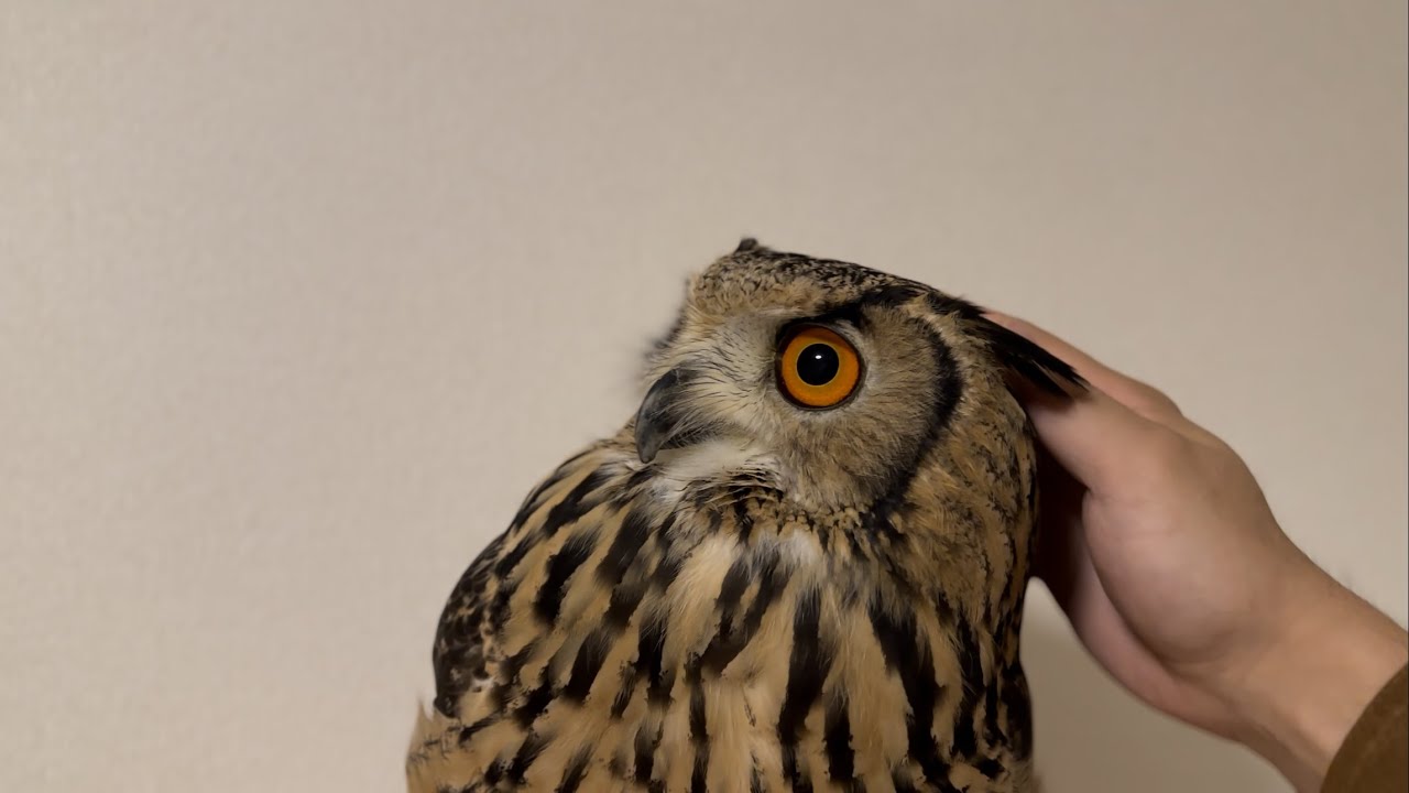 #864 こっそりフクロウを撫でる Sneakily petting an owl【ベンガルワシミミズク】