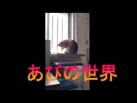 ネコ動画あび＃2421　あびの毎日　アビシニアン　あび