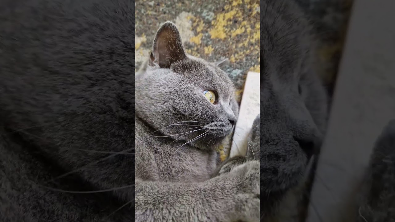 Hypnose durch meine Katze 🥰😽 #shorts #viral #katze #cat #trending #catlover #love #liebe #relax