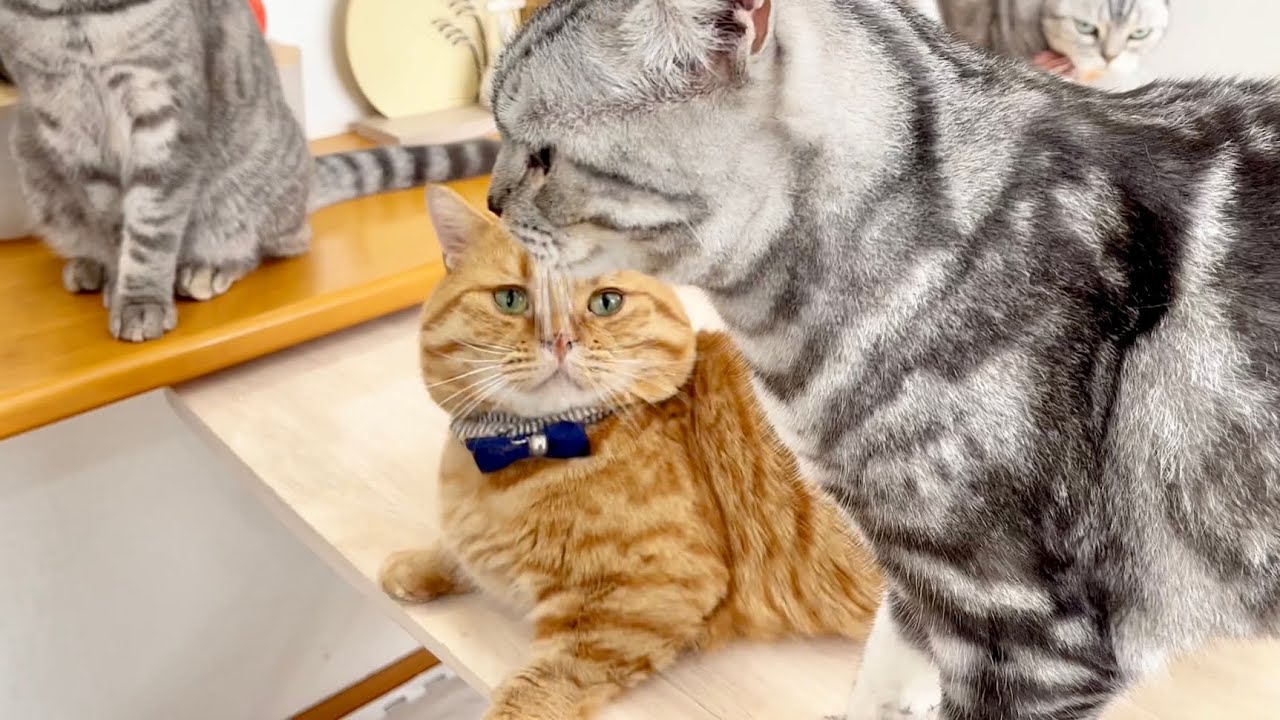 背後から現れたクロくんにマジでびっくりする茶々パパ #猫 #マンチカン