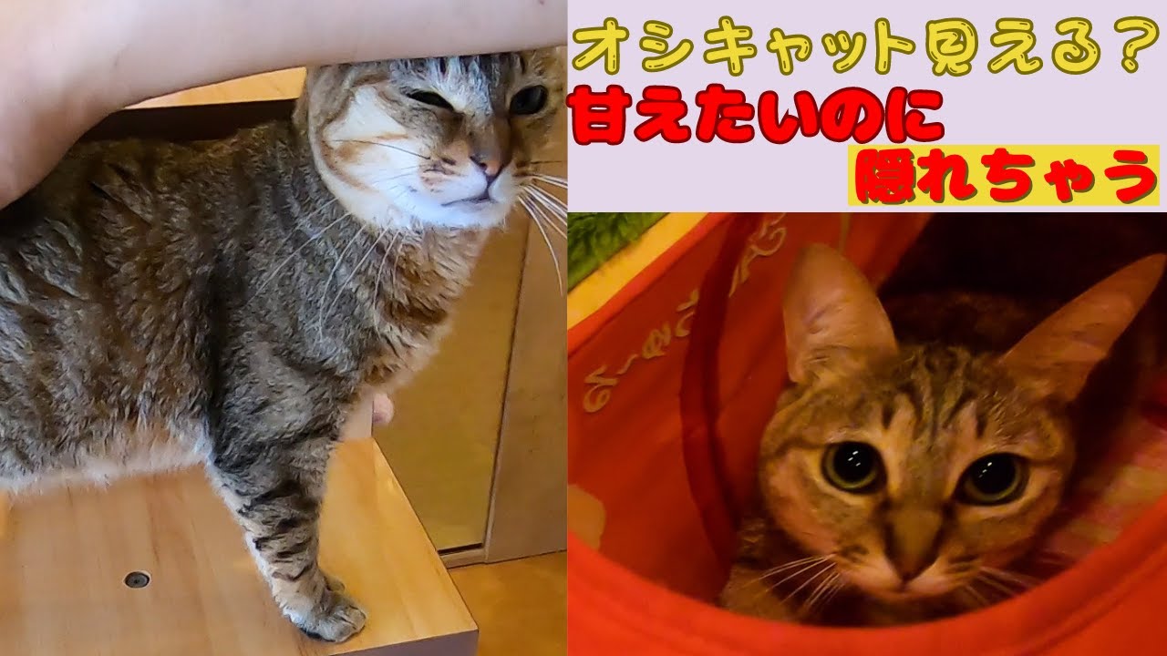 オシキャットに似たキジトラは超びびり甘えたいのに逃げ回る（保護猫カフェ猫の恵庭）難波Brown tabby cats like Ocicat are scary.