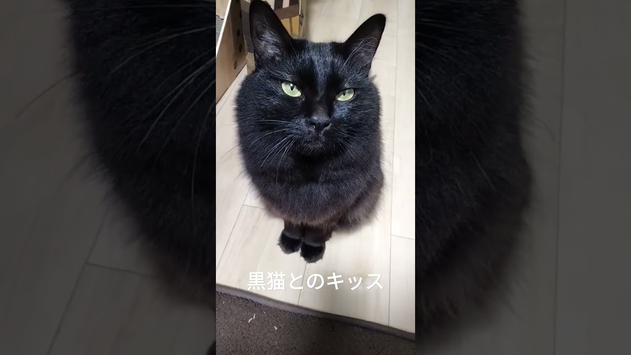 黒猫の鼻キッス #黒猫 #かわいい猫 #blackcat