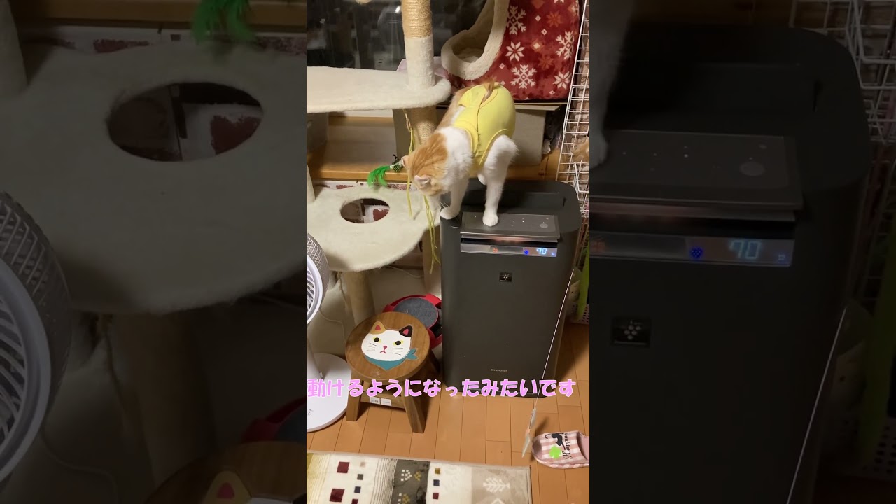 手術から一週間経過しました #shorts  #猫 #アメリカンカール #cat