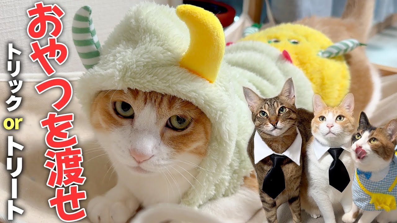 ハロウィンにおやつが欲しい猫たちが仮装して突撃してきましたwww