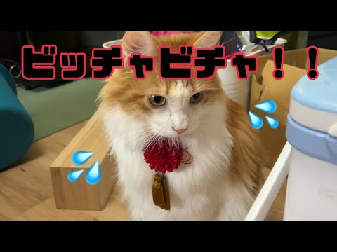 猫のせいでビチャビチャになった夜【マリー（メインクーン）】