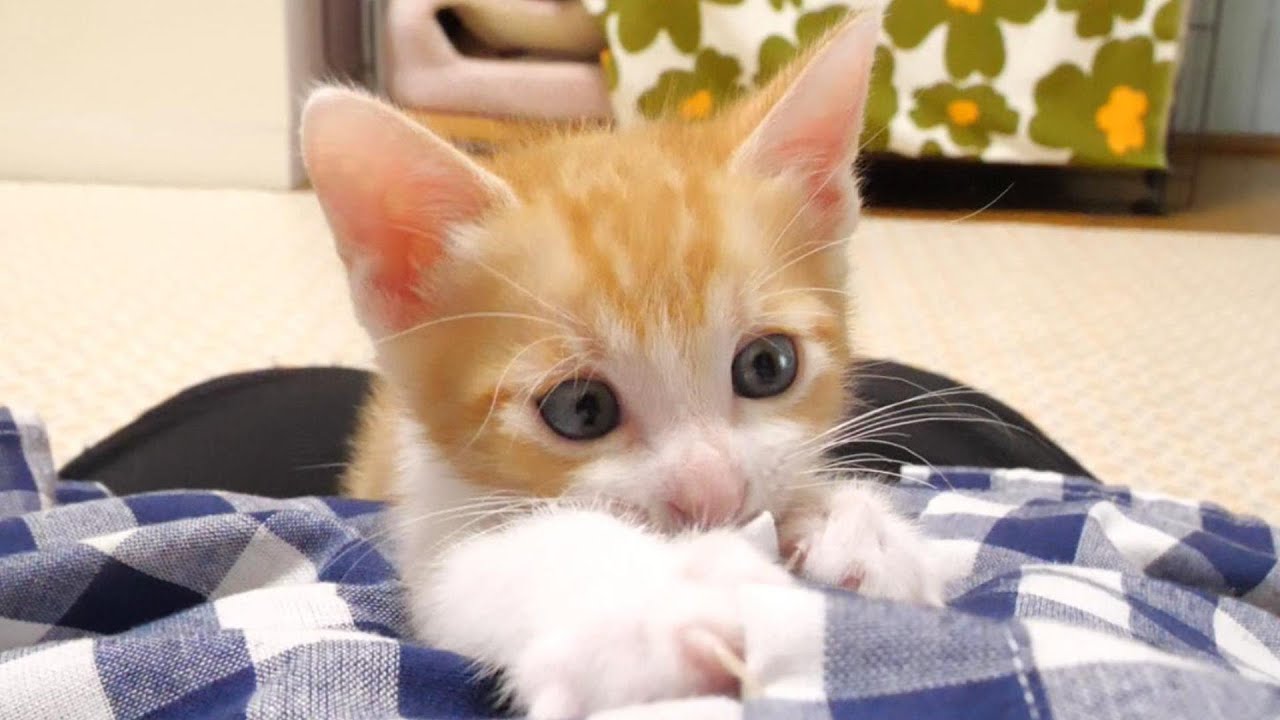 ママに抱っこされた子猫が幸せそうな顔に【赤ちゃん猫　保護猫】