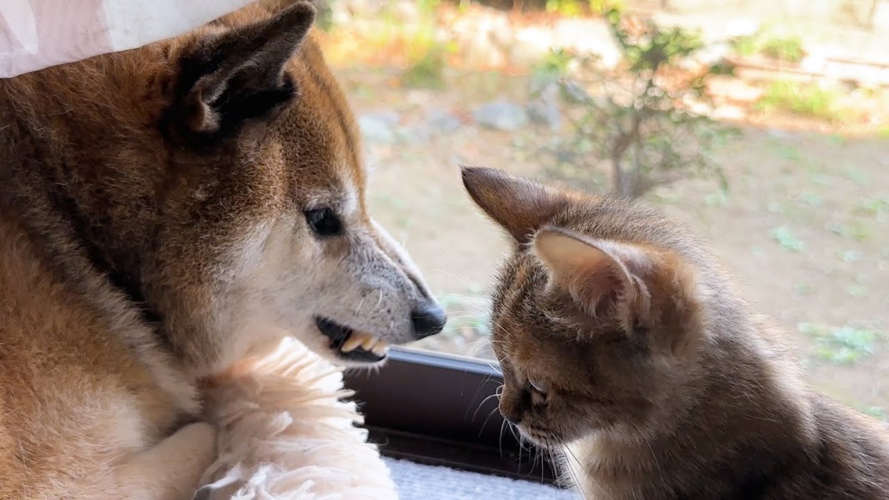 不器用な柴犬と子猫の絡みが可愛すぎます