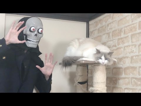 飼い主がオバケになって現れたらラグドール猫がとんでもないことになった…