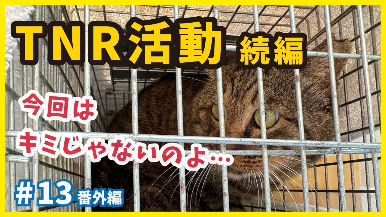 TNR活動 ２年間追い続けている野良猫と子猫を発見・続編【TNR】【個性的な保護猫がいっぱい💗ねこせんチャンネル・番外編13】