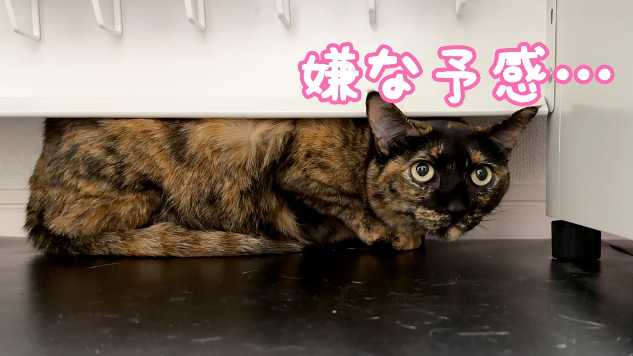 インターホンが鳴るだけで警戒マックスになるサビ猫