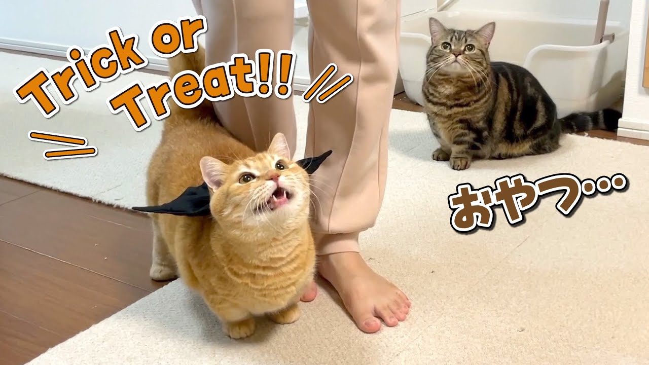 仮装しておやつをおねだりする猫が可愛すぎる…！！
