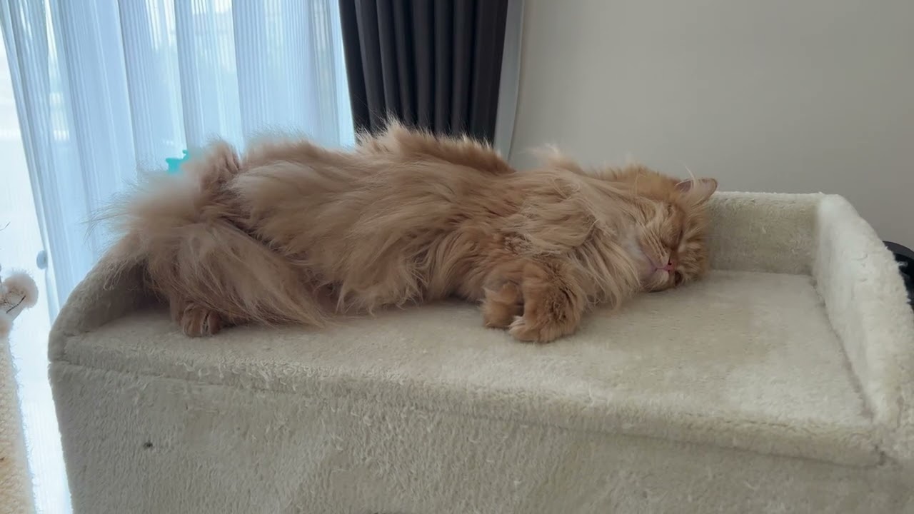 寒くなったせいか、モフモフの猫たちも寝る場所が変わってきました