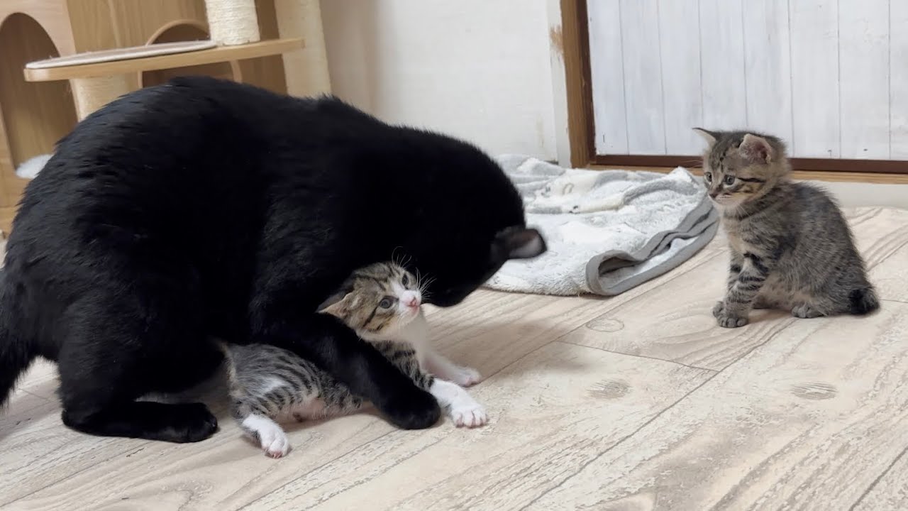 生後30日 先住猫の激しい愛に戸惑う子猫【山菜兄妹#29】Kittens perplexed by the fierce love of their predecessor cat.
