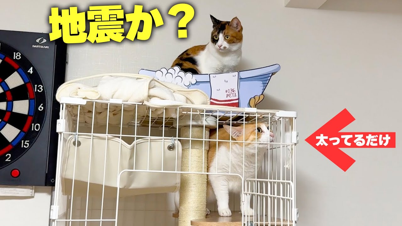 ロビンの体重が重すぎてケージが揺れています泣