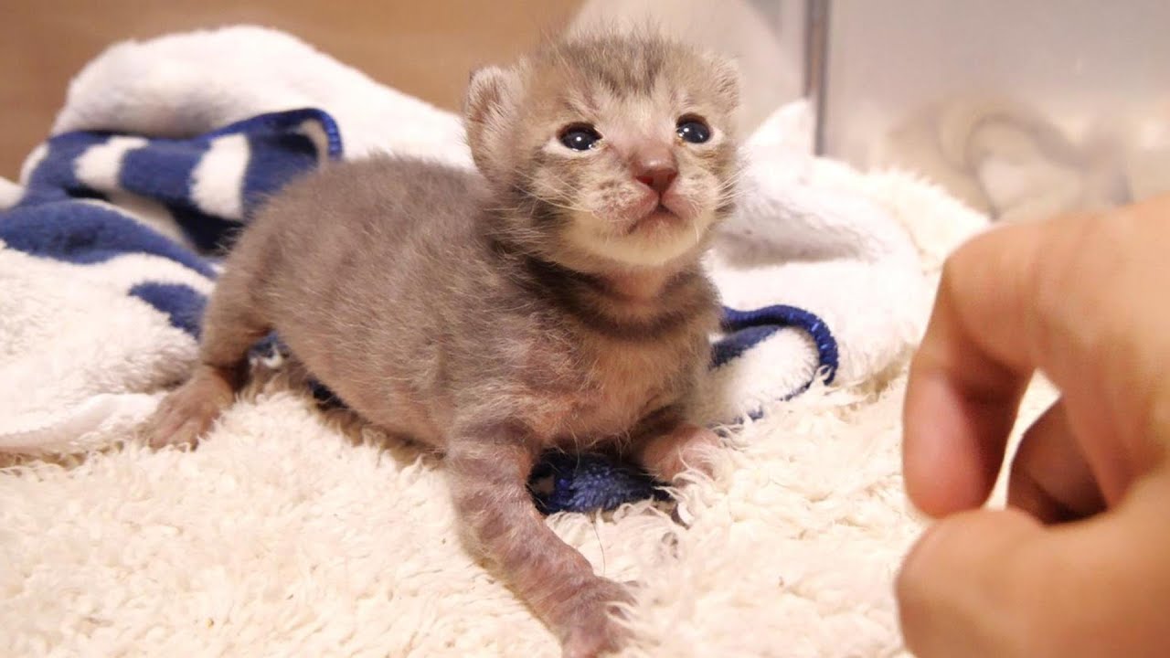 お腹いっぱいの子猫が幸せそうな顔でママを見つめる。【赤ちゃん猫　保護猫】