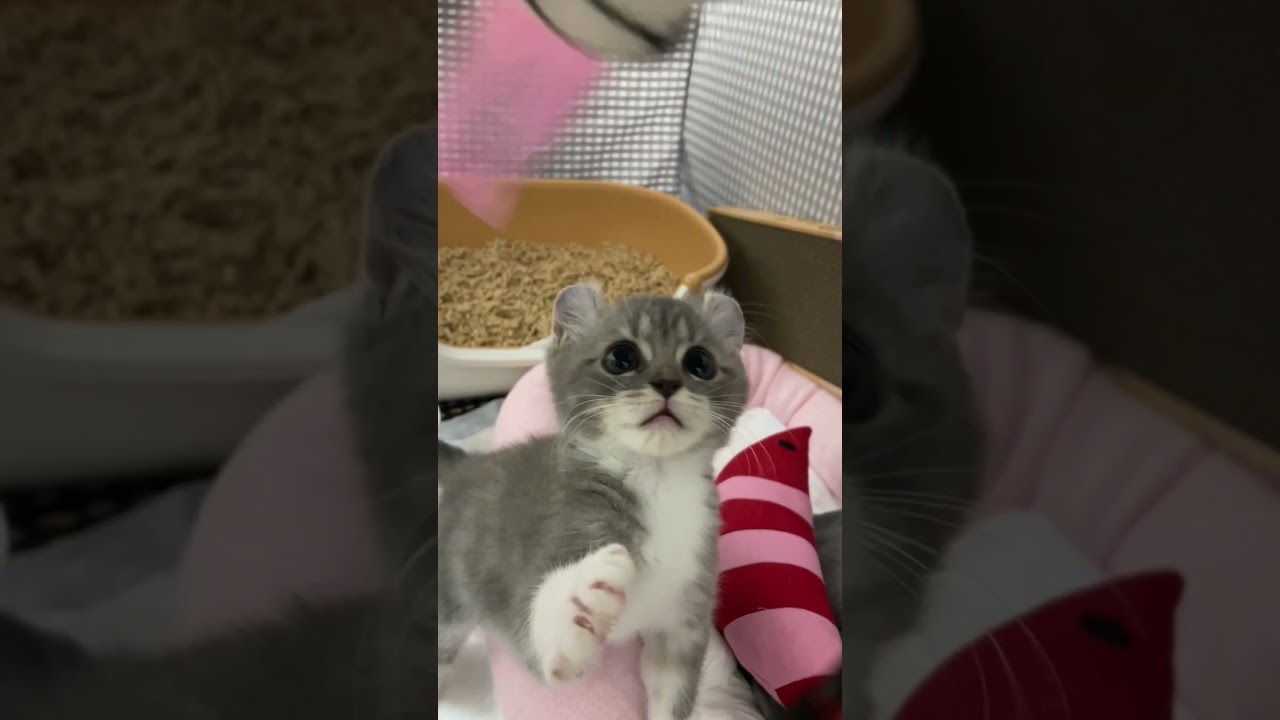 アメリカンカールの子猫お迎え初日