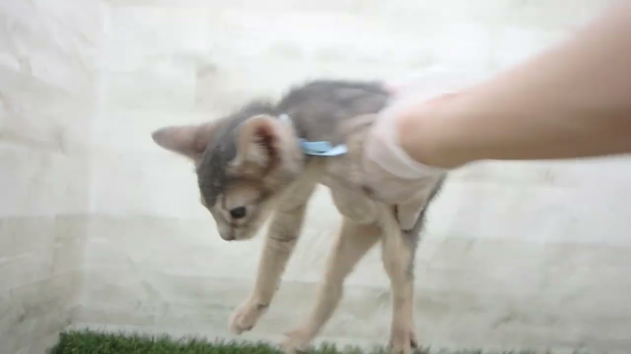 Coo&RIKU　No00651764 アビシニアン