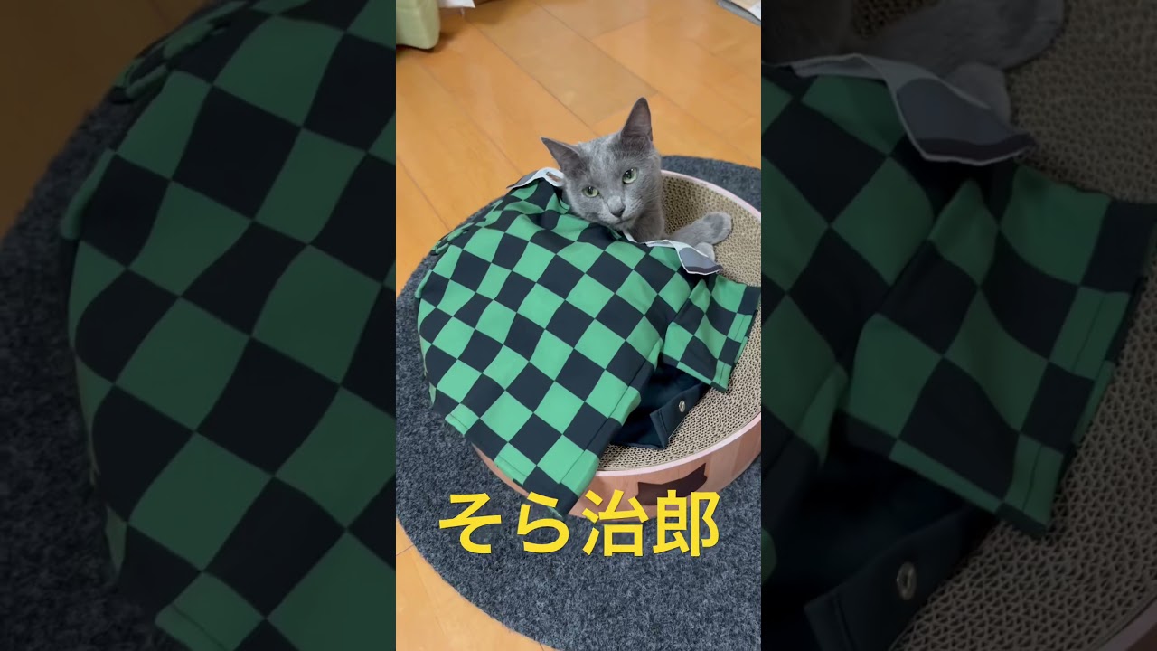 ハッピーハロウィン🧡〜そら治郎ver〜（ロシアンブルー）#shorts