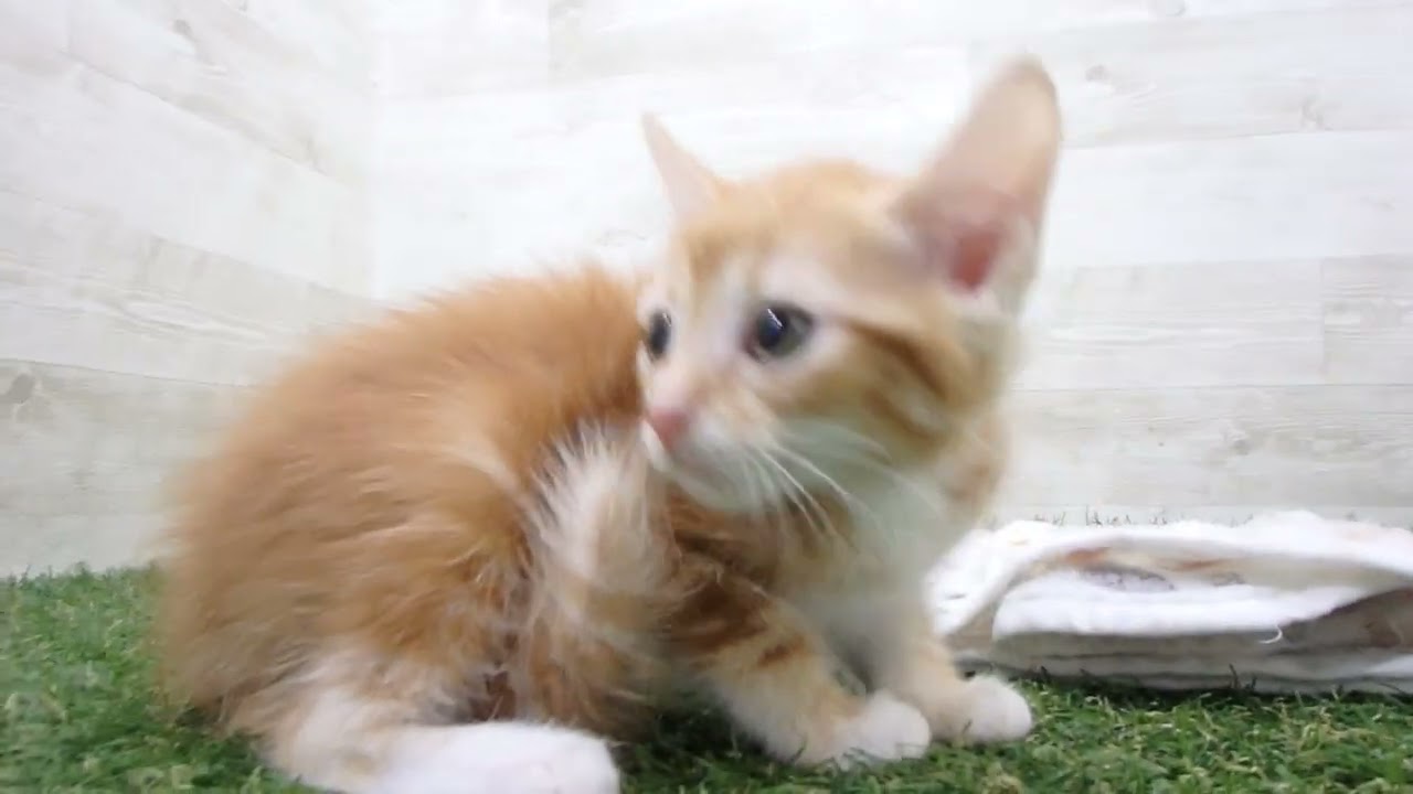 Coo&RIKU　No00654342 アメリカンカール