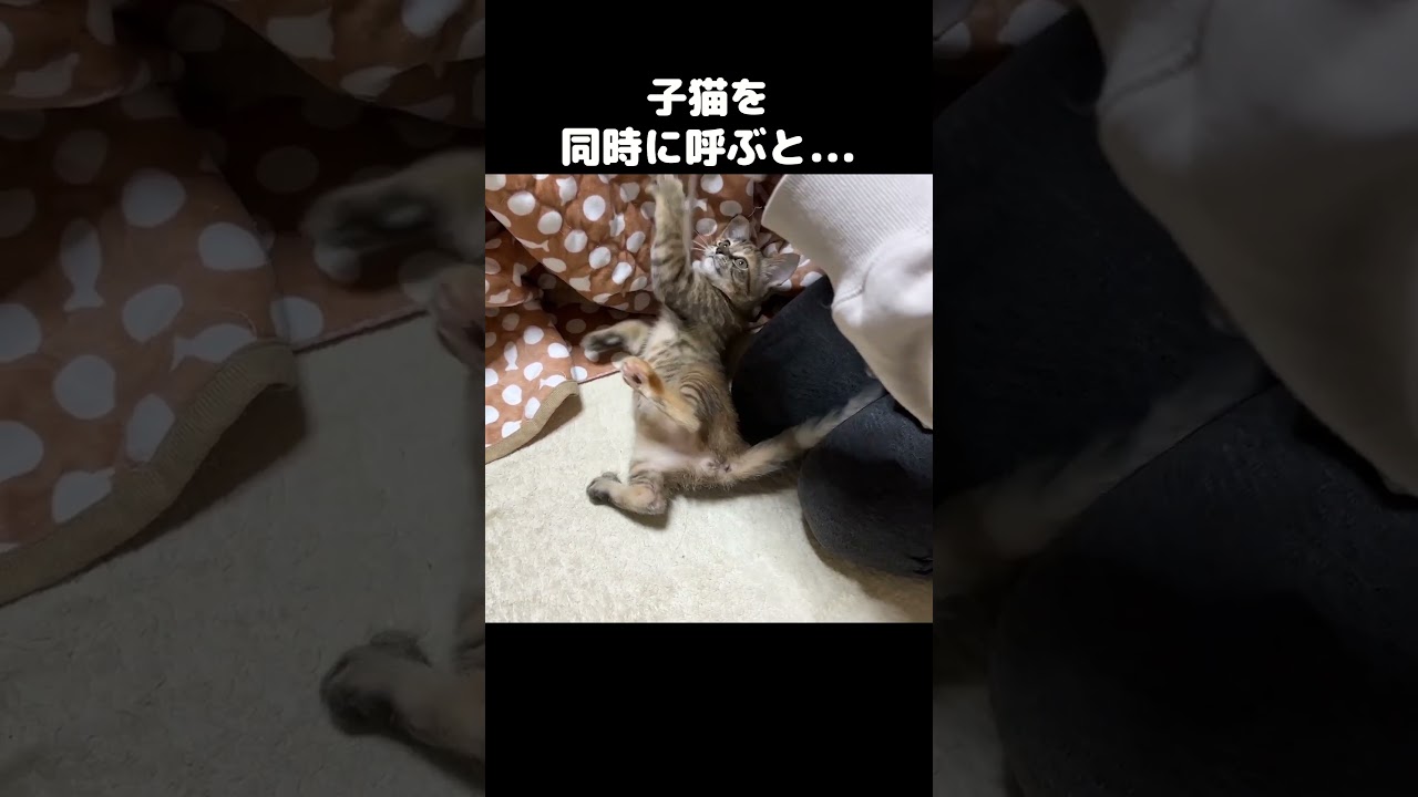 子猫の名前を同時に呼ぶと…　#shorts
