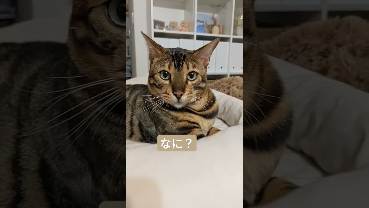 ベンガル猫のアップ　#shorts