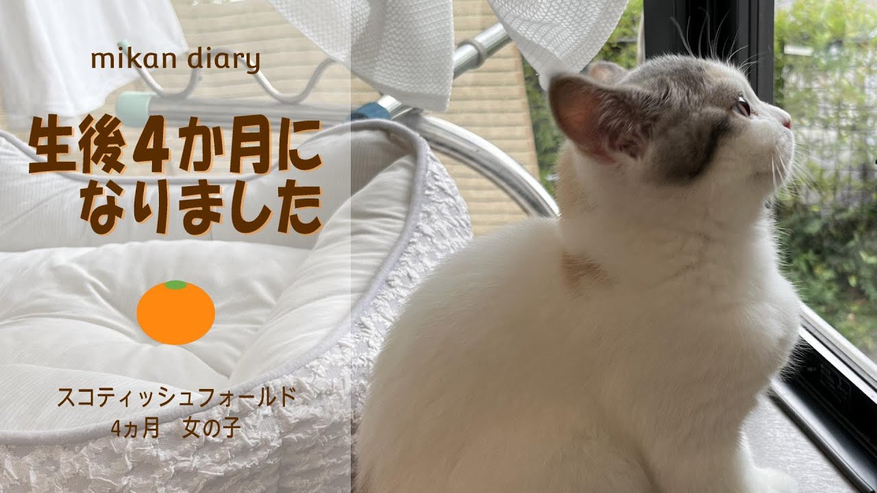 【スコティッシュフォールド】子猫4か月になりました！