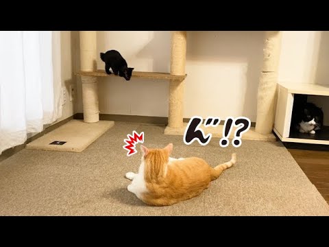 キャットタワーから飛びかかろうとする子猫