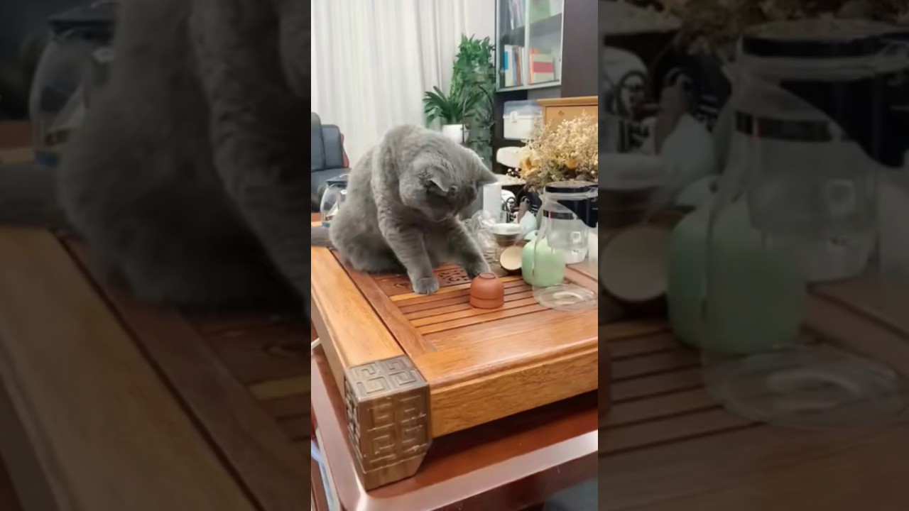 M R Jumbo 🔥 funny cat 😺#shorts #trending #youtubeshorts #viral #shortvideo