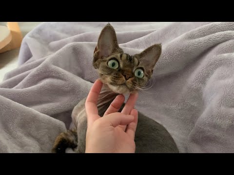デボンレックス弟とお昼寝しました(Taking a nap with Devon Rex cat)