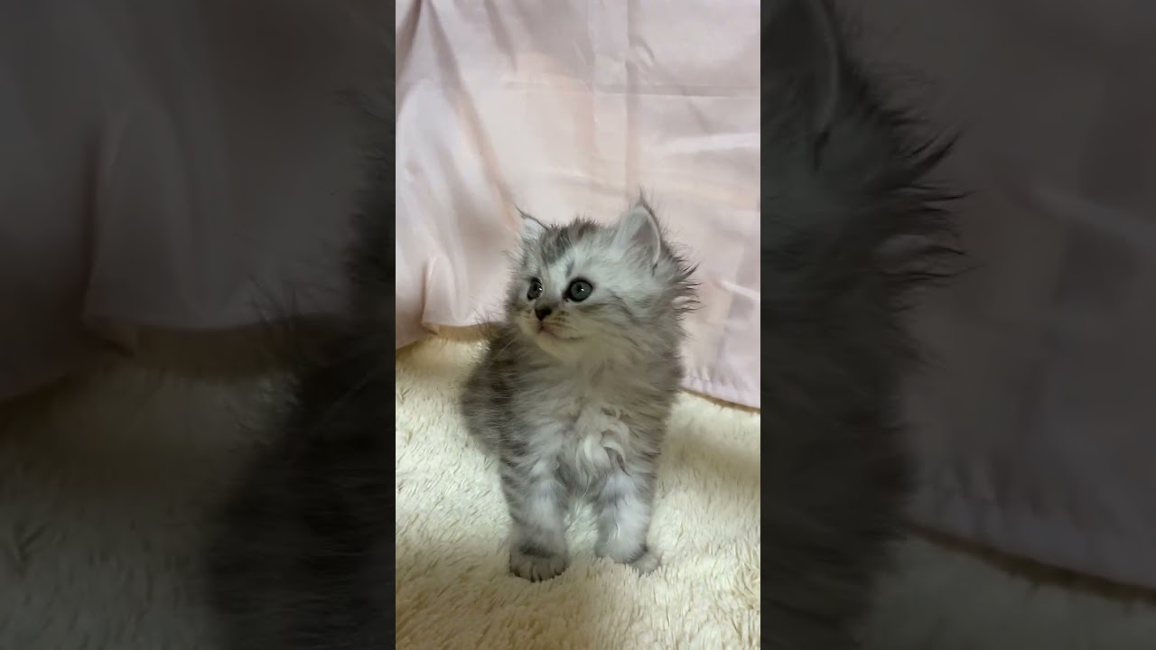 ペルシャ（チンチラ） 大人しい男の子