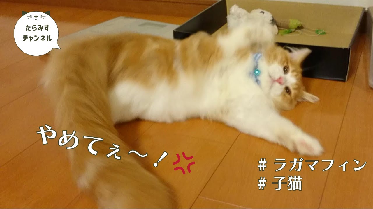 初めて首輪をつけた猫が・・・【ラガマフィン】【ragamuffin】