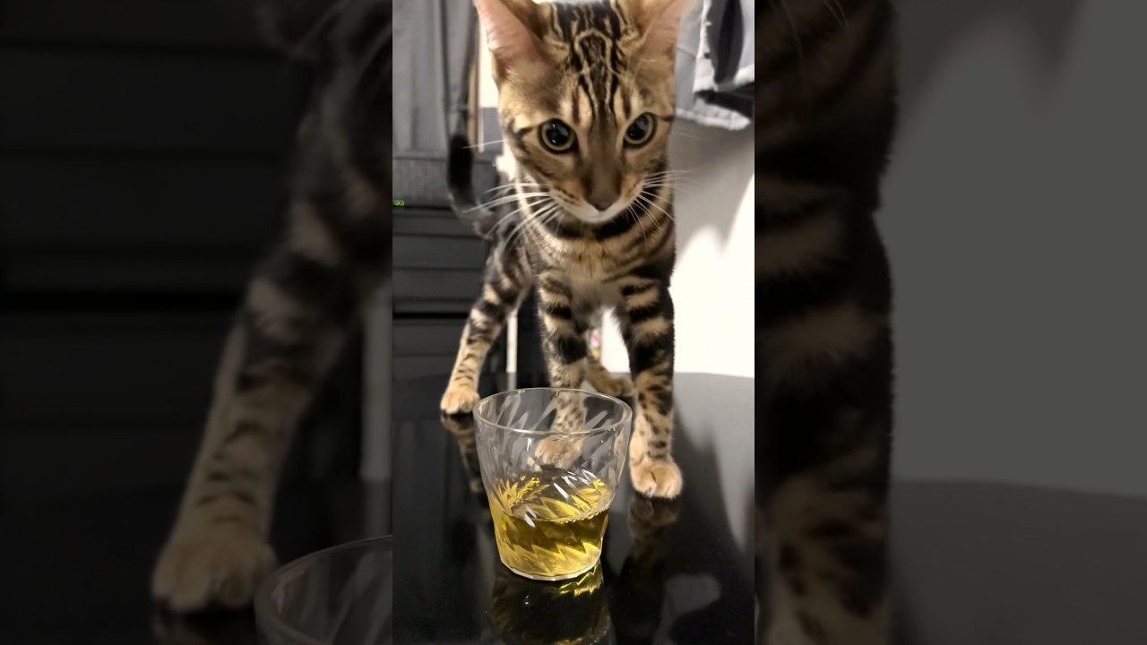 容赦なくコップを叩き落とす子猫 #shorts #cat #ベンガル