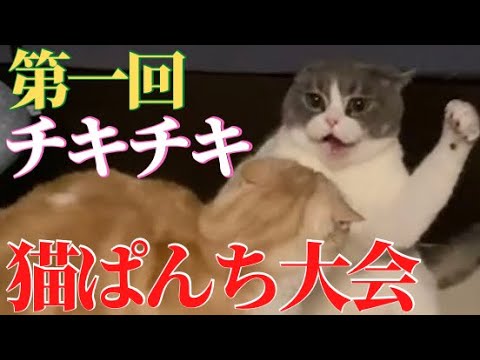 ブリティッシュショートヘアVSマンチカンを撮ってみた☆猫コント☆in おもちコーポレーション