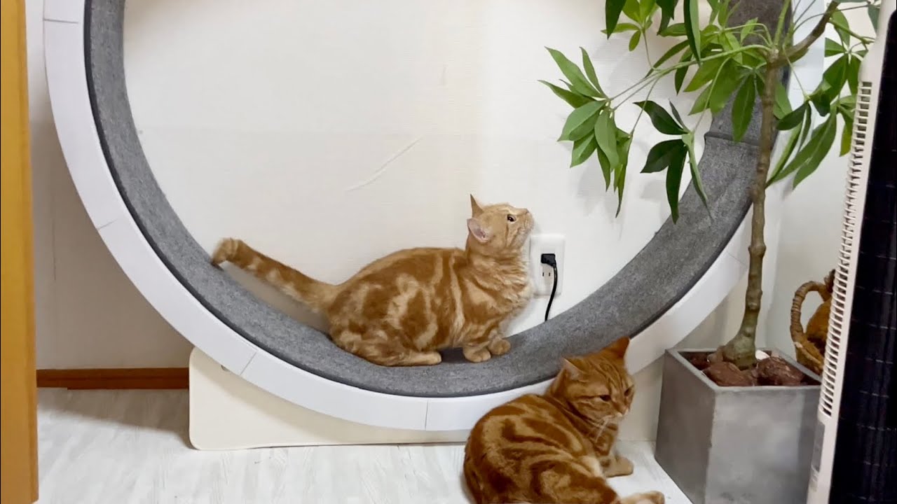 えっと、これどうやるんだっけ？ #猫 #マンチカン