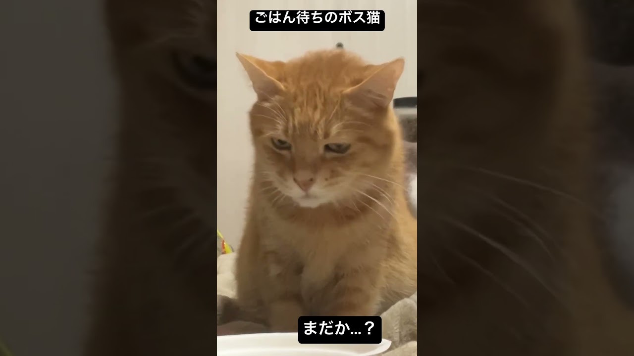 ごはん待ちができるボス猫 #cat #猫 #ねこ #shorts