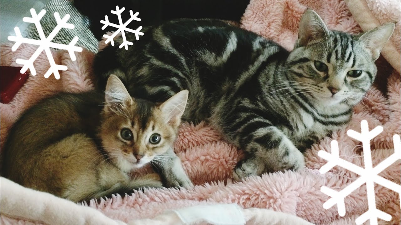 【雪と猫】次々と降る雪を見るアメショとソマリ #shorts #snow
