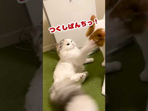 つくしぱんちが全く効かない先住猫【おしゃべりする猫】 #Shorts 【猫アテレコ】