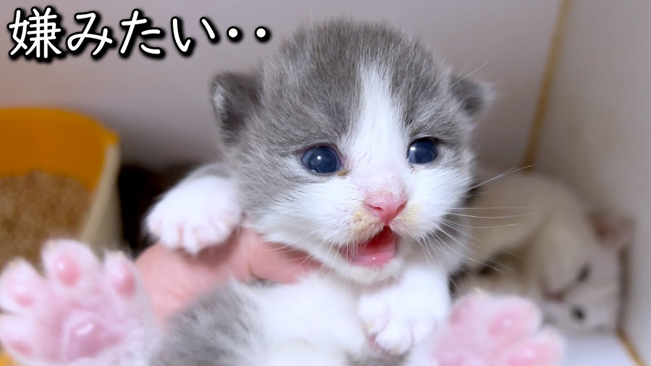 【マンチカンの子猫】開眼したけど持つのは嫌らしい件 ∼猫のいる生活Vol.825~ 出産動画 マンチカン短足・ミヌエット・ペルシャ猫専門ブリーダー『ペット蔵人』【子猫の成長記録】