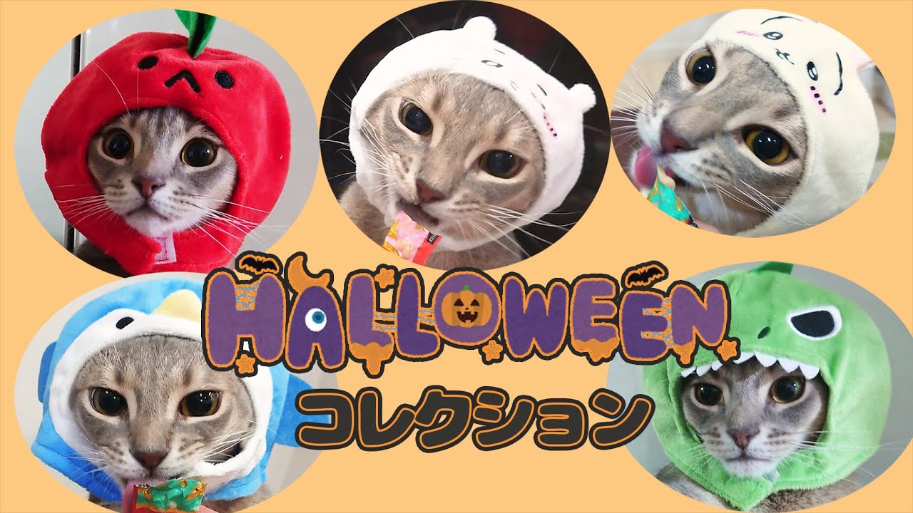 【ハロウィン】猫のかぶり物コレクション！ちいかわもあるよ【アビシニアン】