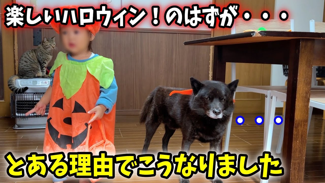 今日は楽しいハロウィン！のはずが・・・【甲斐犬一休と猫のしずく】