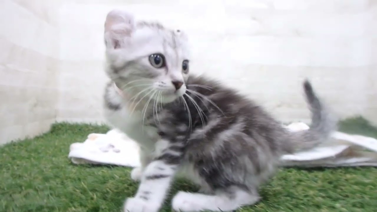 Coo&RIKU　No00654345 アメリカンカール