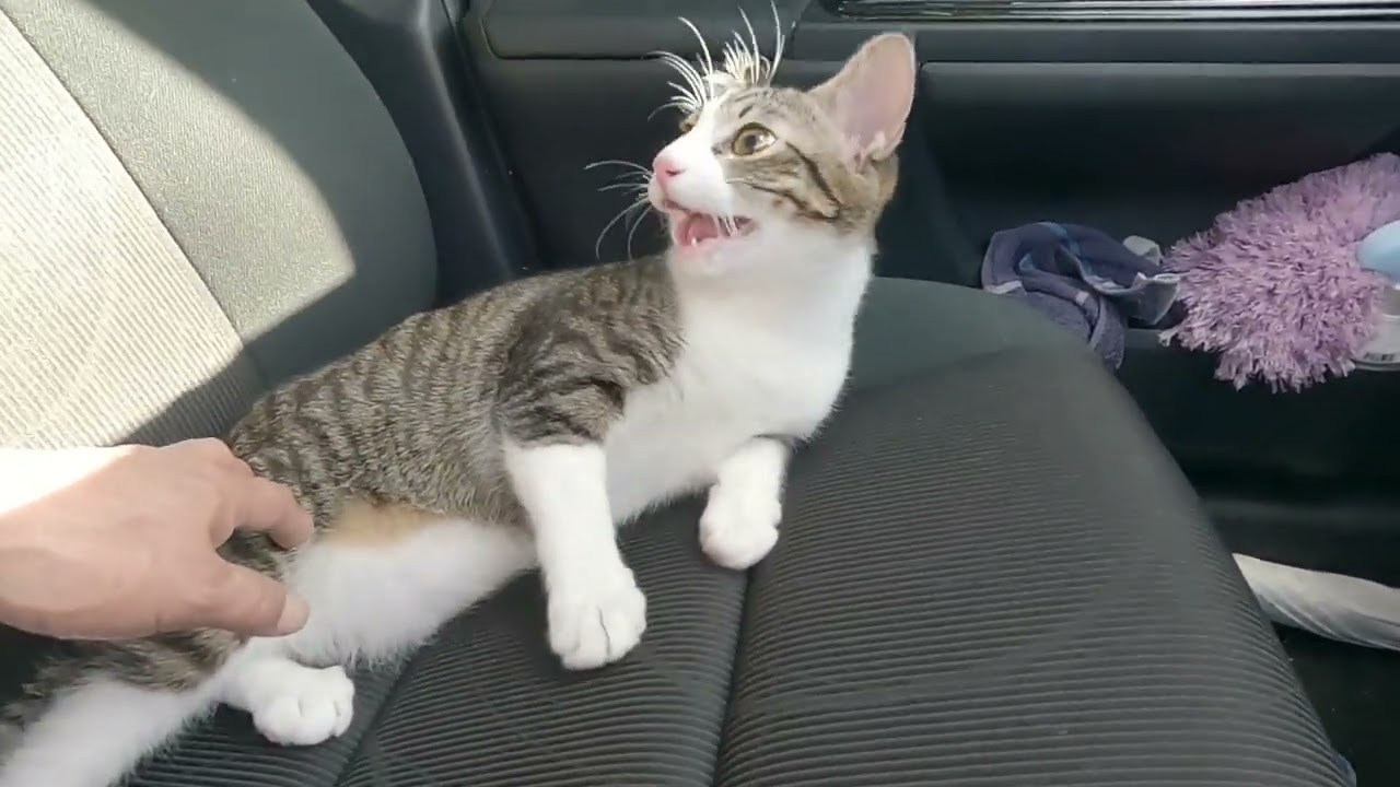 半身不随の子猫ボーちゃん、母猫と再開後モコちゃんと一緒に去勢手術してきました