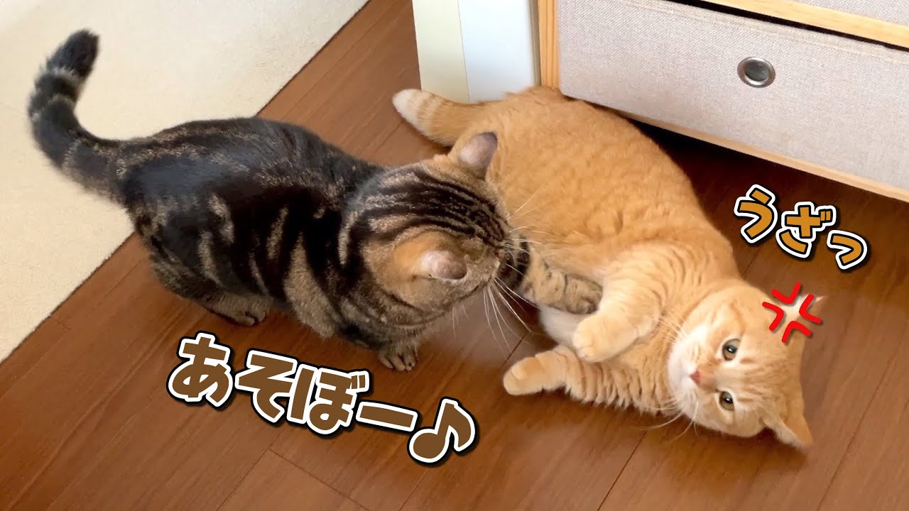 遊んでほしくて何度も兄猫に誘いに行く弟猫がかわいすぎる！