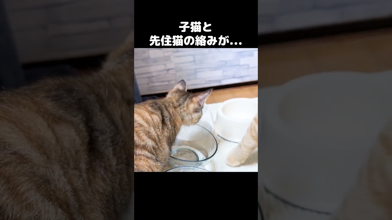 先住猫と子猫の距離が近い！　#shorts