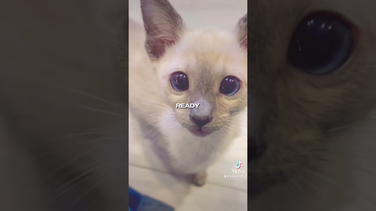 まさにビー玉のような目！シャムの子猫品 #シャム猫 #子猫 #ブルーアイ #ビー玉 #siamese #kitty #blueeyes #fyp