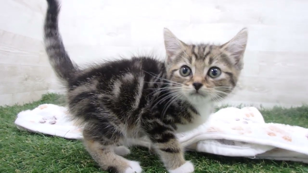 Coo&RIKU　No00654334 アメリカンカール