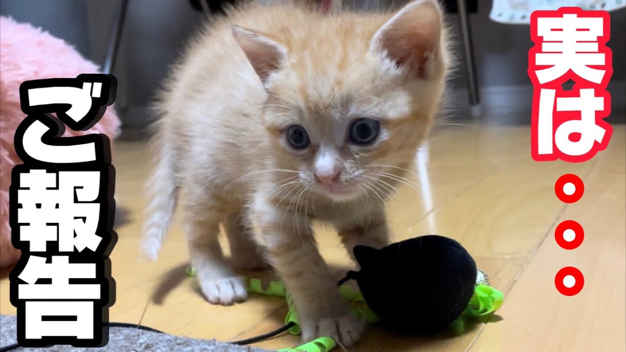 子猫に不慮の事故により大怪我を負わせてしまいました。