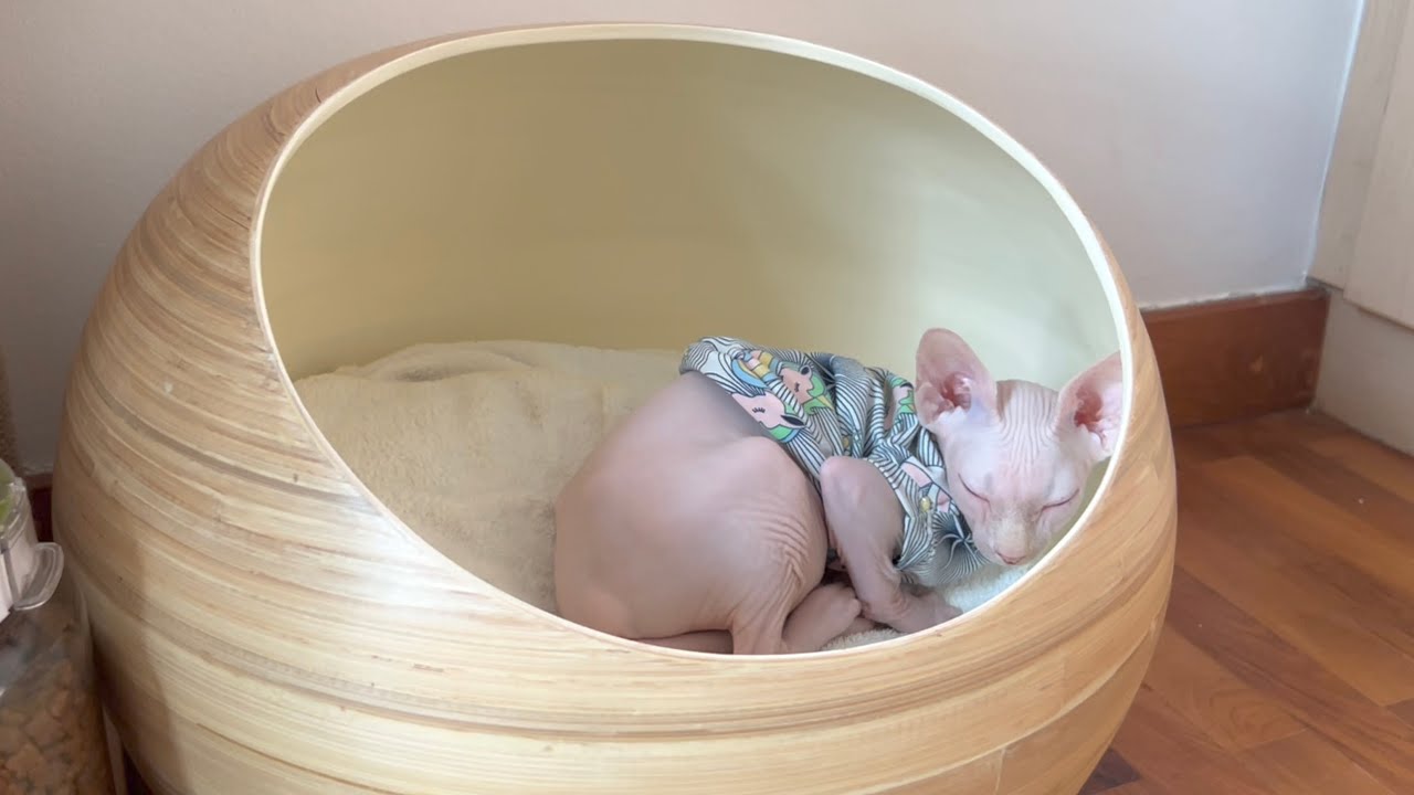 毛のない子猫のお気に入りの場所【スフィンクス猫】