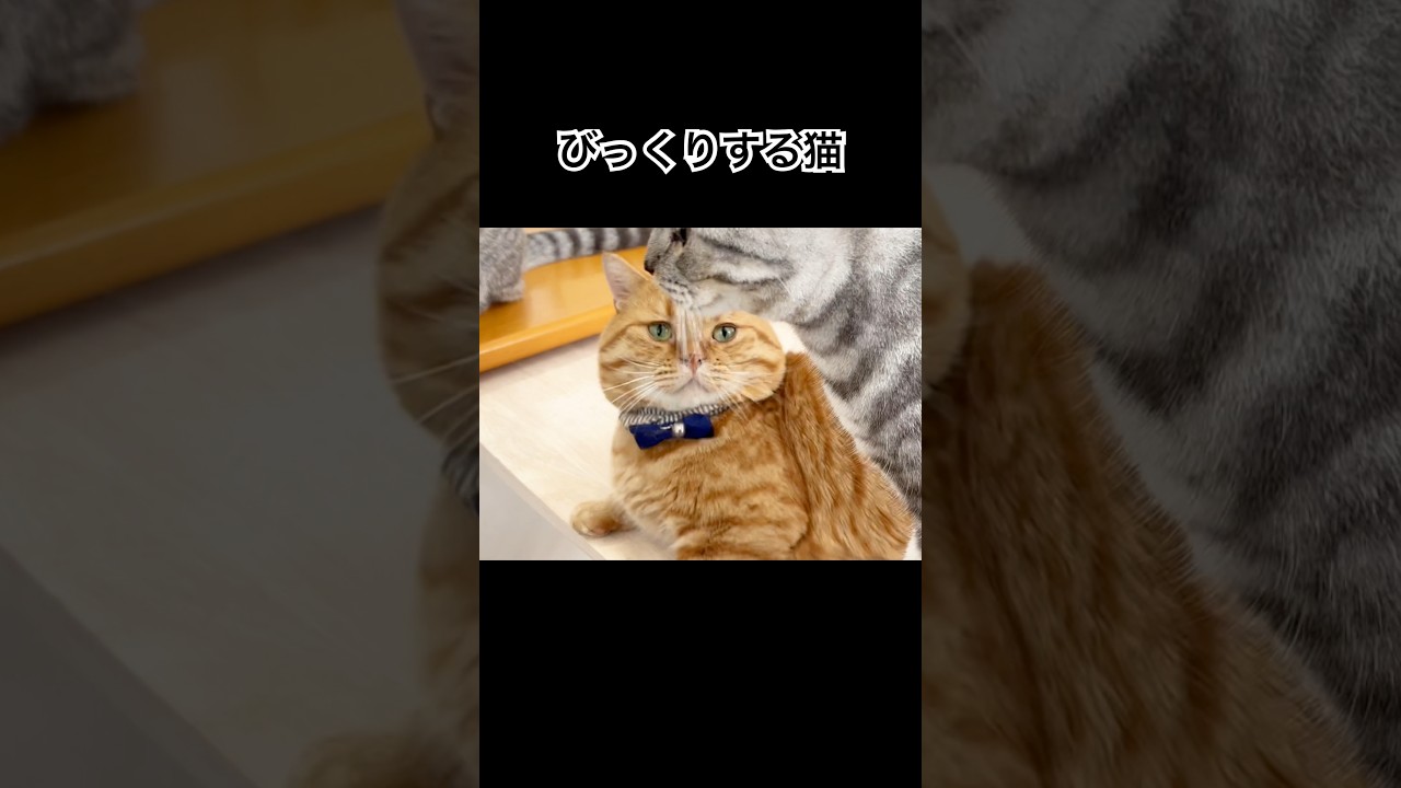 びっくりする猫 #猫 #マンチカン #shorts